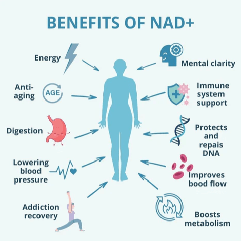 The NAD+ Reset: How This “Tiny Molecule” is Redefining Aging in 2026
